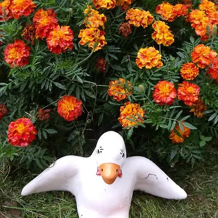 Viola Apartamento Kehidakustány