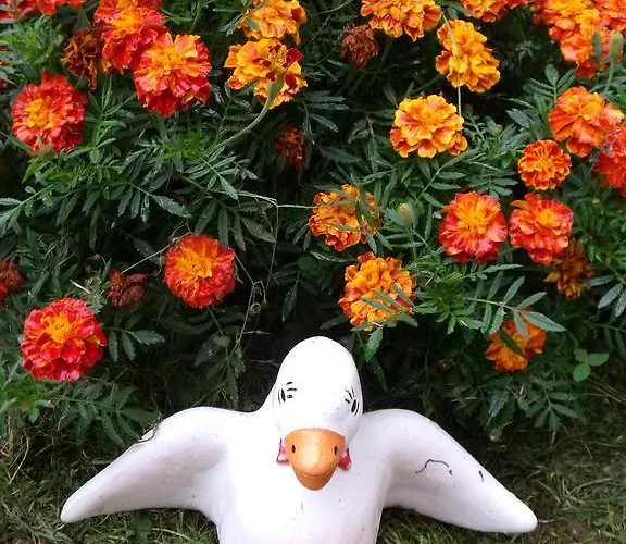 Viola Vendeghaz Appartement Kehidakustány